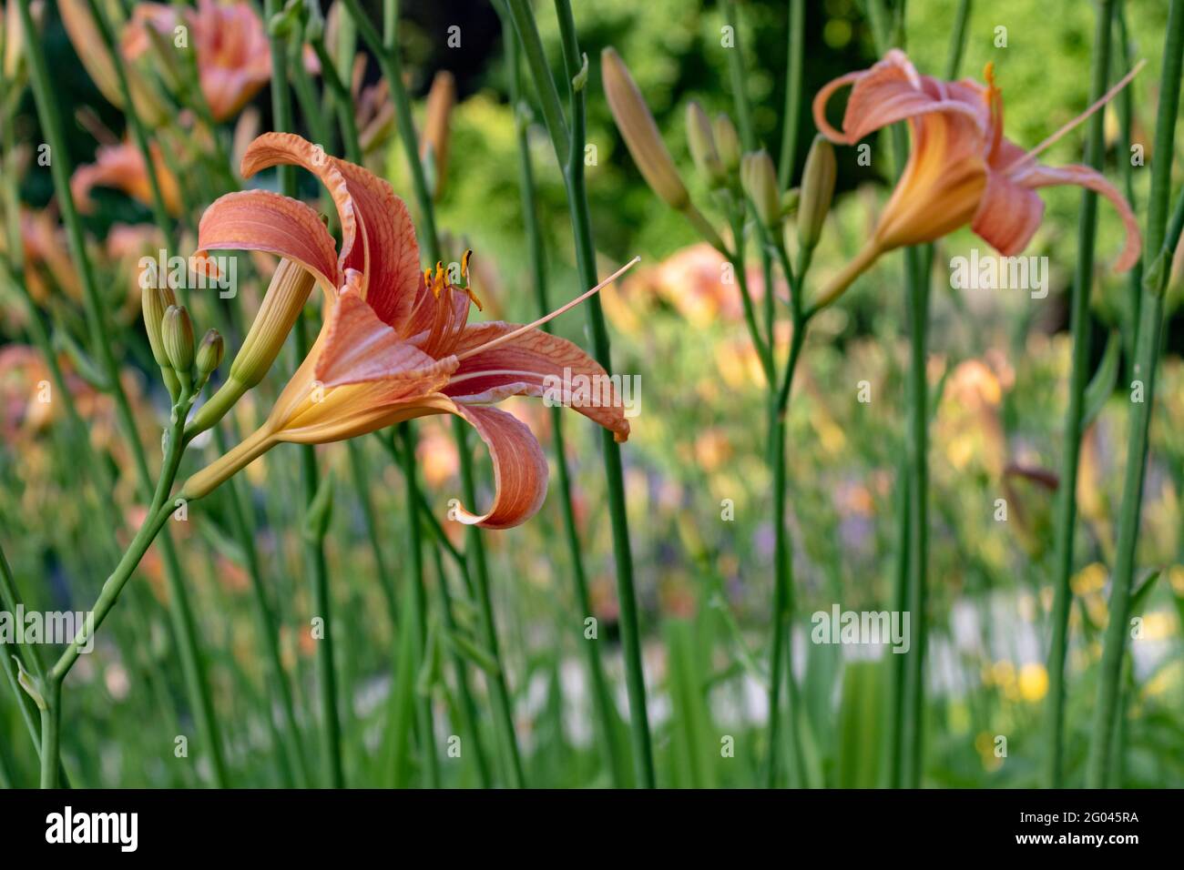 Orange tiger daylily (Hemerocallis fulva) also called day-lily , closeup and side view with green background Stock Photo