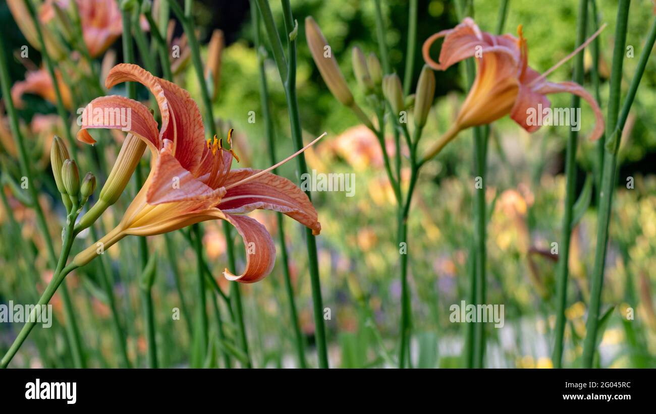 Orange day lily (Hemerocallis fulva) also called tiger daylily, closeup and side view with green background Stock Photo