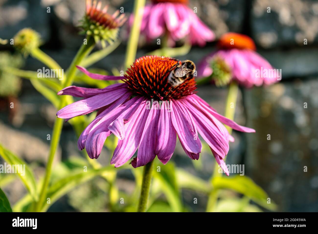 Honeybee on purple coneflower (Echinacea purpurea), close up Stock Photo