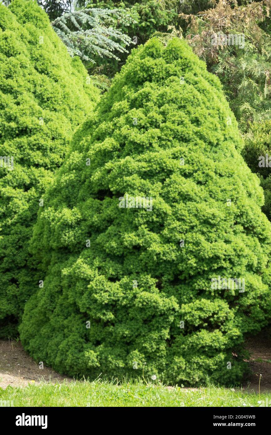 Picea glauca 'Conica' Spring Spruce Foliage Garden Tree Stock Photo