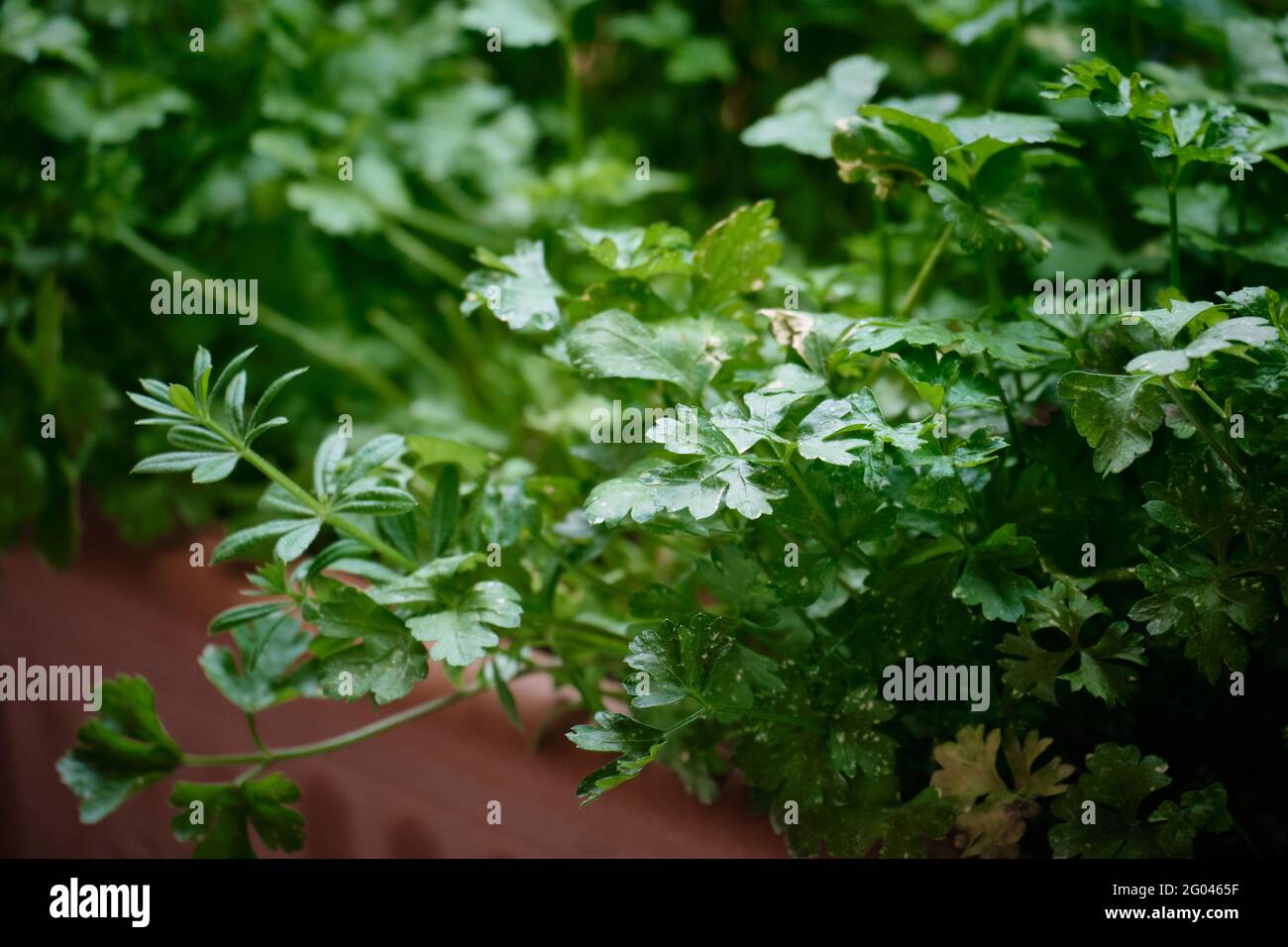 Parsley grows at balcony flowerpots Stock Photo Alamy
