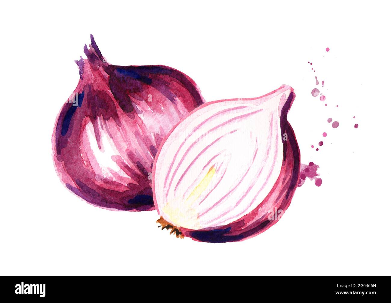 Onion. Watercolor hand drawn illustration, isolated on white background