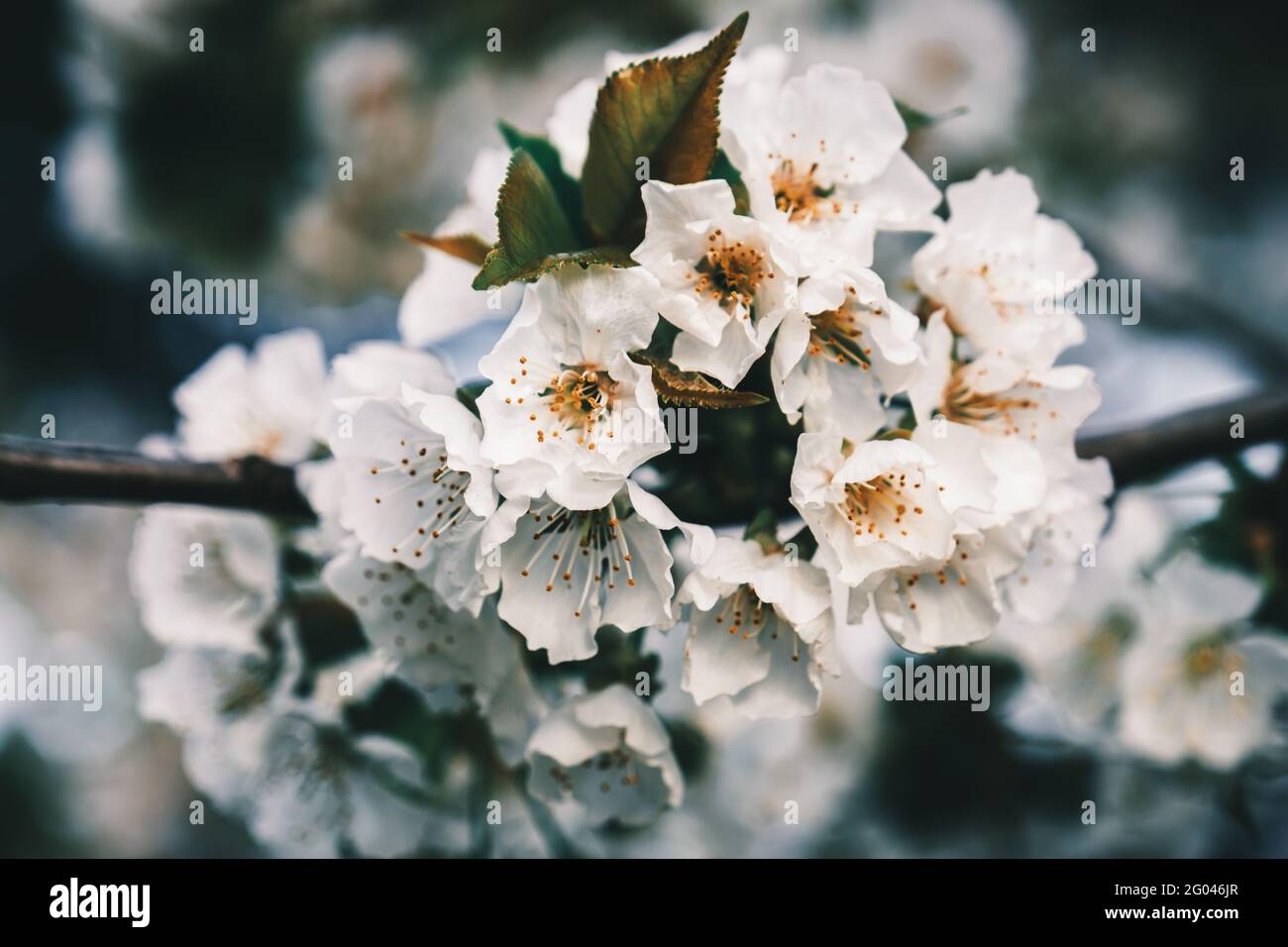 Cherry blossom Stock Photo