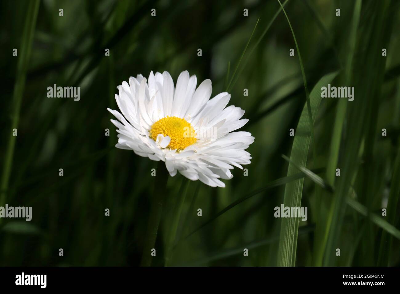 Summer meadow with white daisy flower in green grass. Floral background with chamomile, beauty of nature Stock Photo