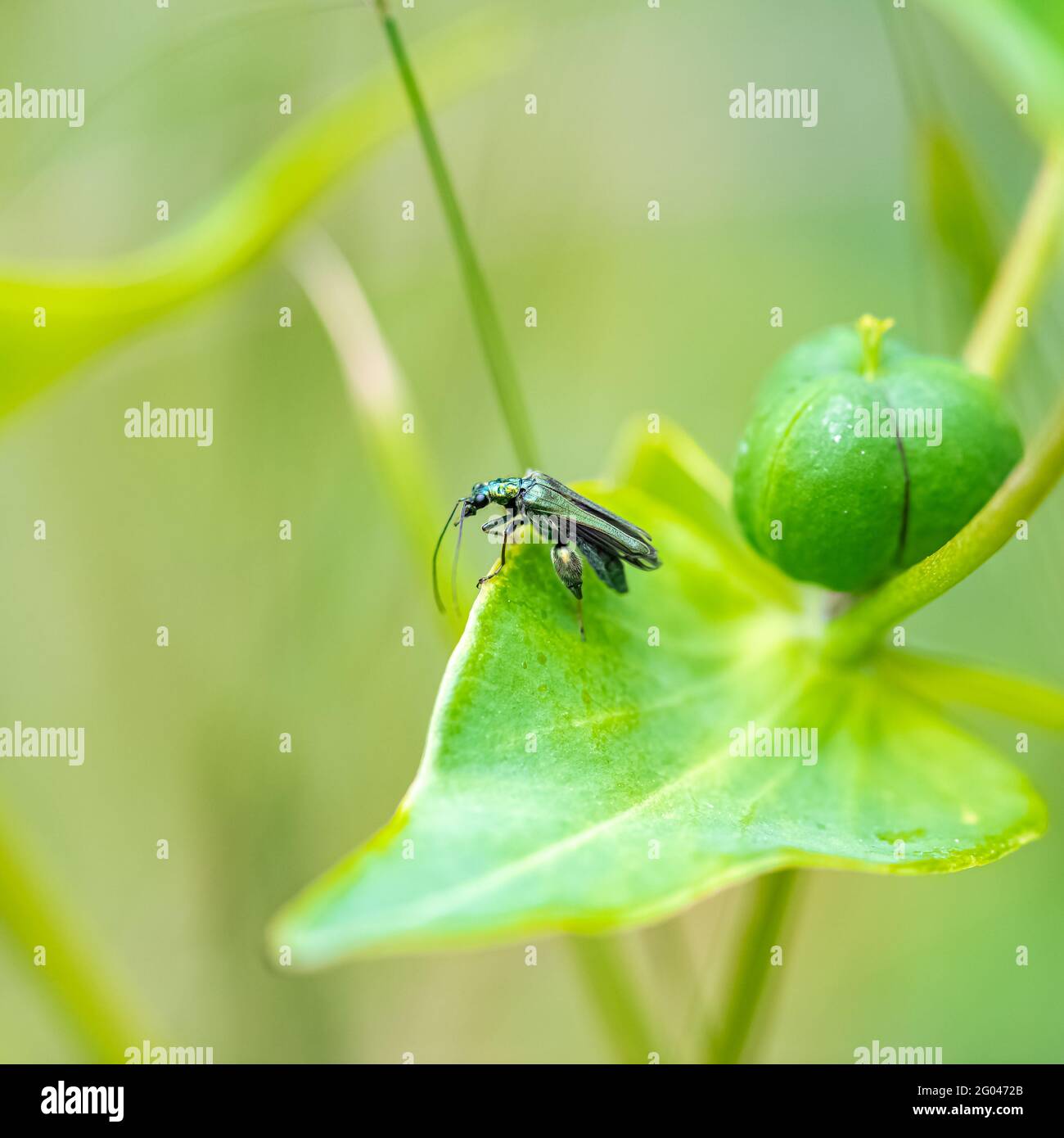 Swollen-thighed beetle, Oedemera nobilis, insect on a green background ...