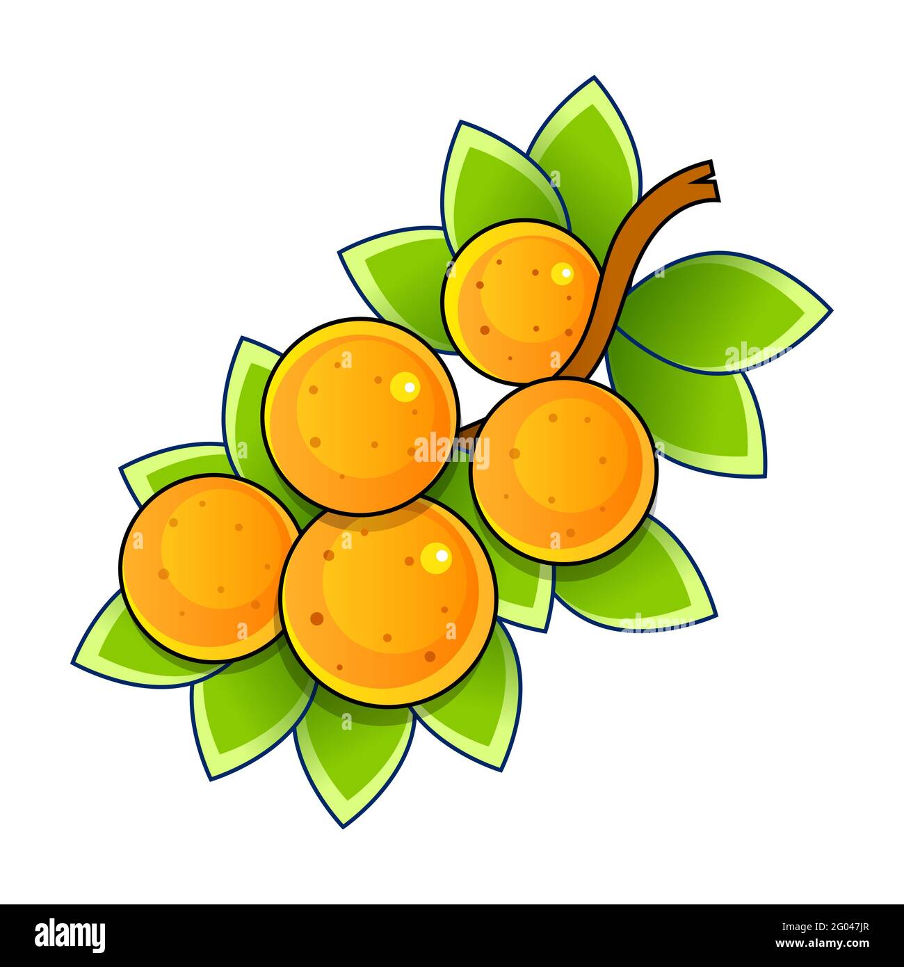 Fresh ripe oranges with leaves and blossom. Vector illustration for your design. Packing orange Stock Vector