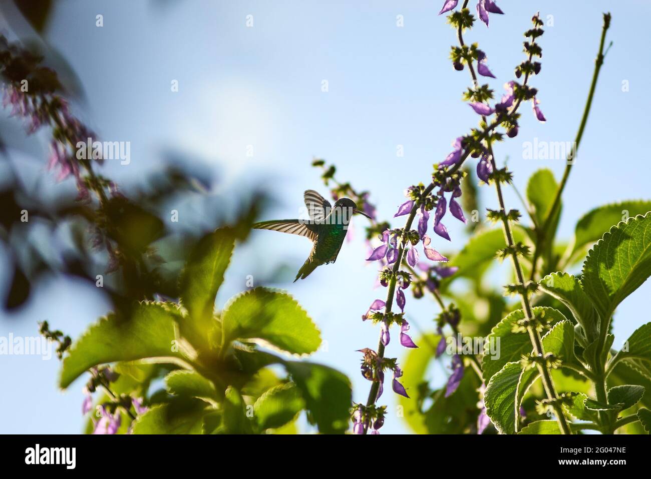 Rio Claro, Sao Paulo, Brazil. 31st May, 2021. Hummingbird seen feeding on the flowers of a garden in Rio Claro, Sao Paulo, Brazil, on May 31, 2021. Credit: Igor Do Vale/ZUMA Wire/Alamy Live News Stock Photo
