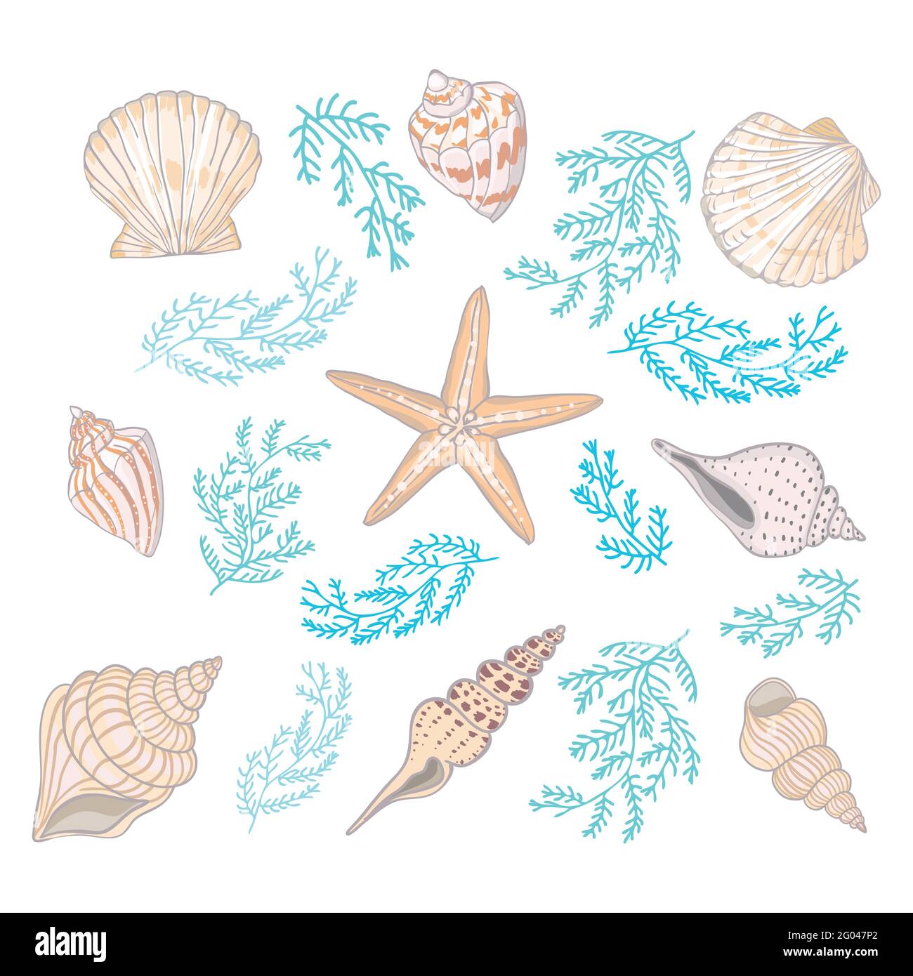 A set of different beautiful seashells on a white background. Realistic ...