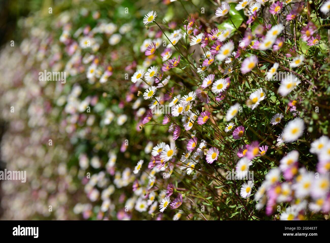 Wild flowers growing from wall hi-res stock photography and images - Alamy
