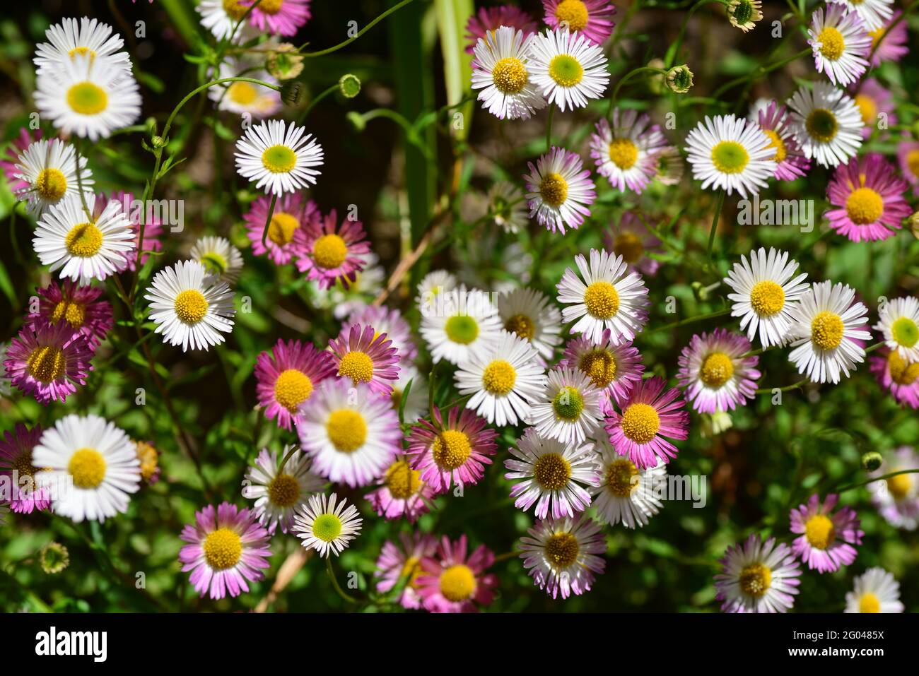 Wild flowers growing from wall hi-res stock photography and images - Alamy