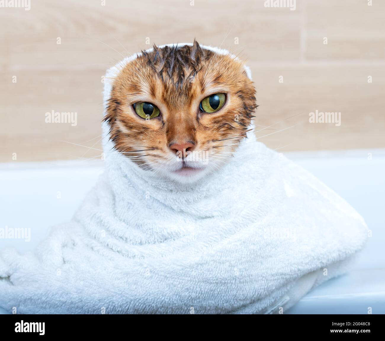 Funny wet Bengal cat after a bath, wrapped in a white towel. Bathing