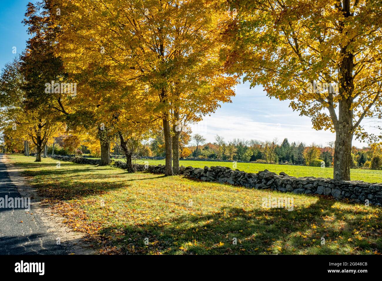 Trees in full fall color on Upper Church Street, Hardwick, Massachusetts Stock Photo