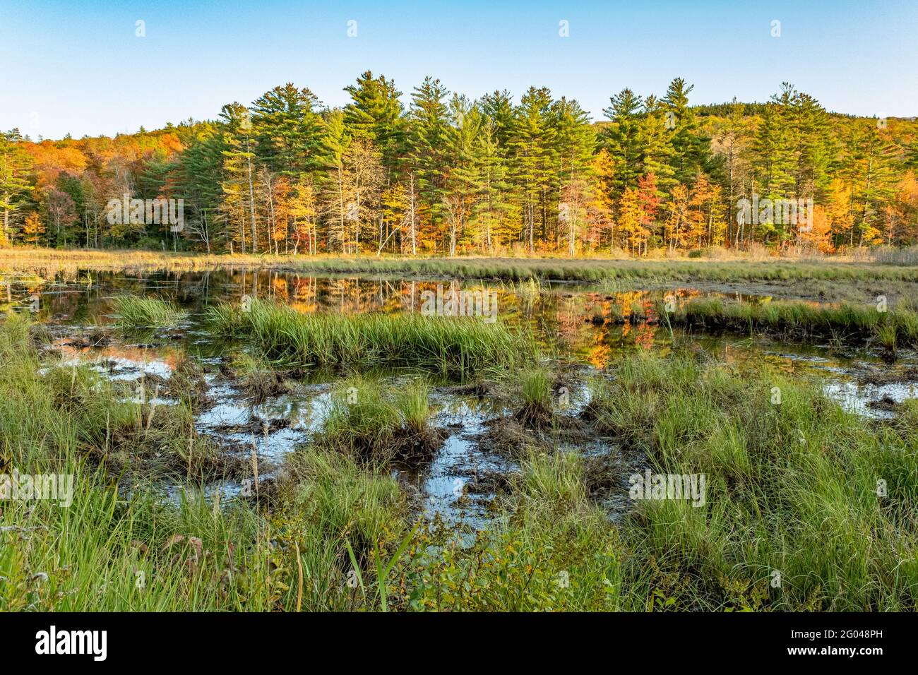 A marsh in Nelson, New Hampshire in the fall Stock Photo