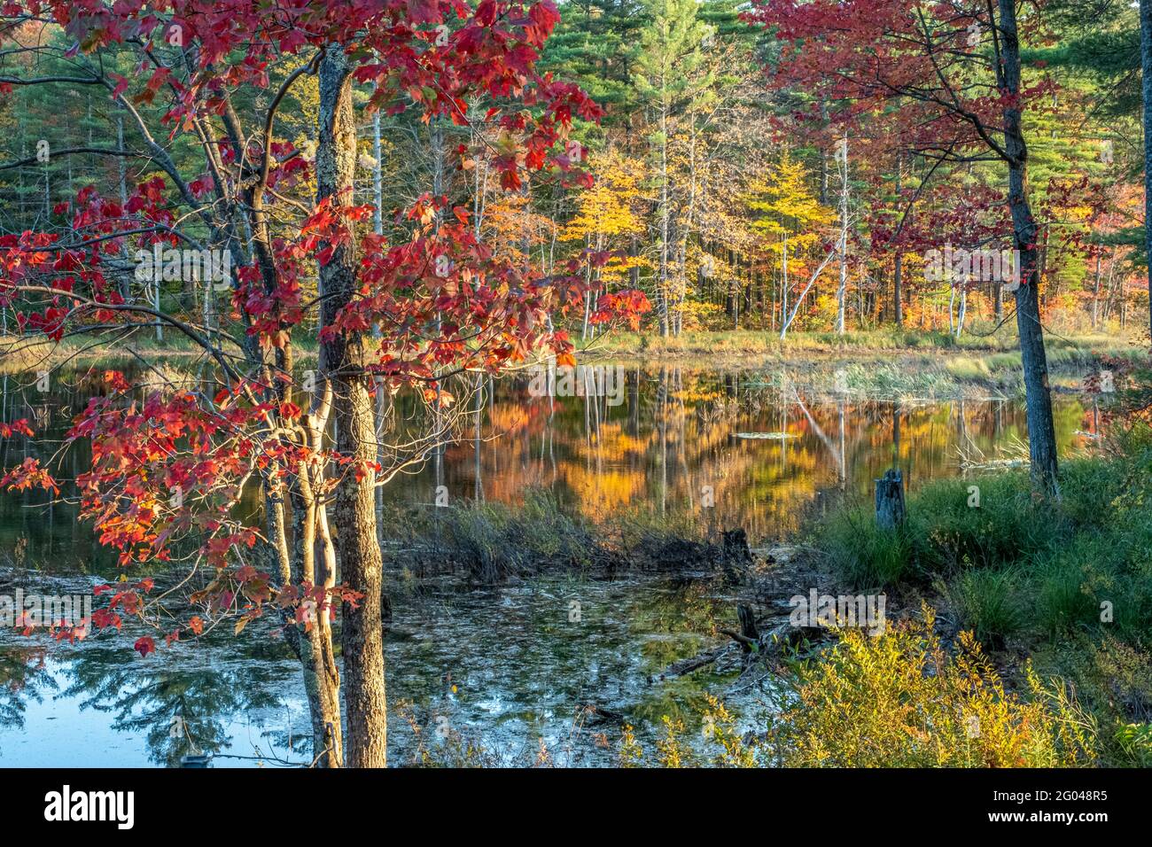 A marsh in Nelson, New Hampshire in the fall Stock Photo