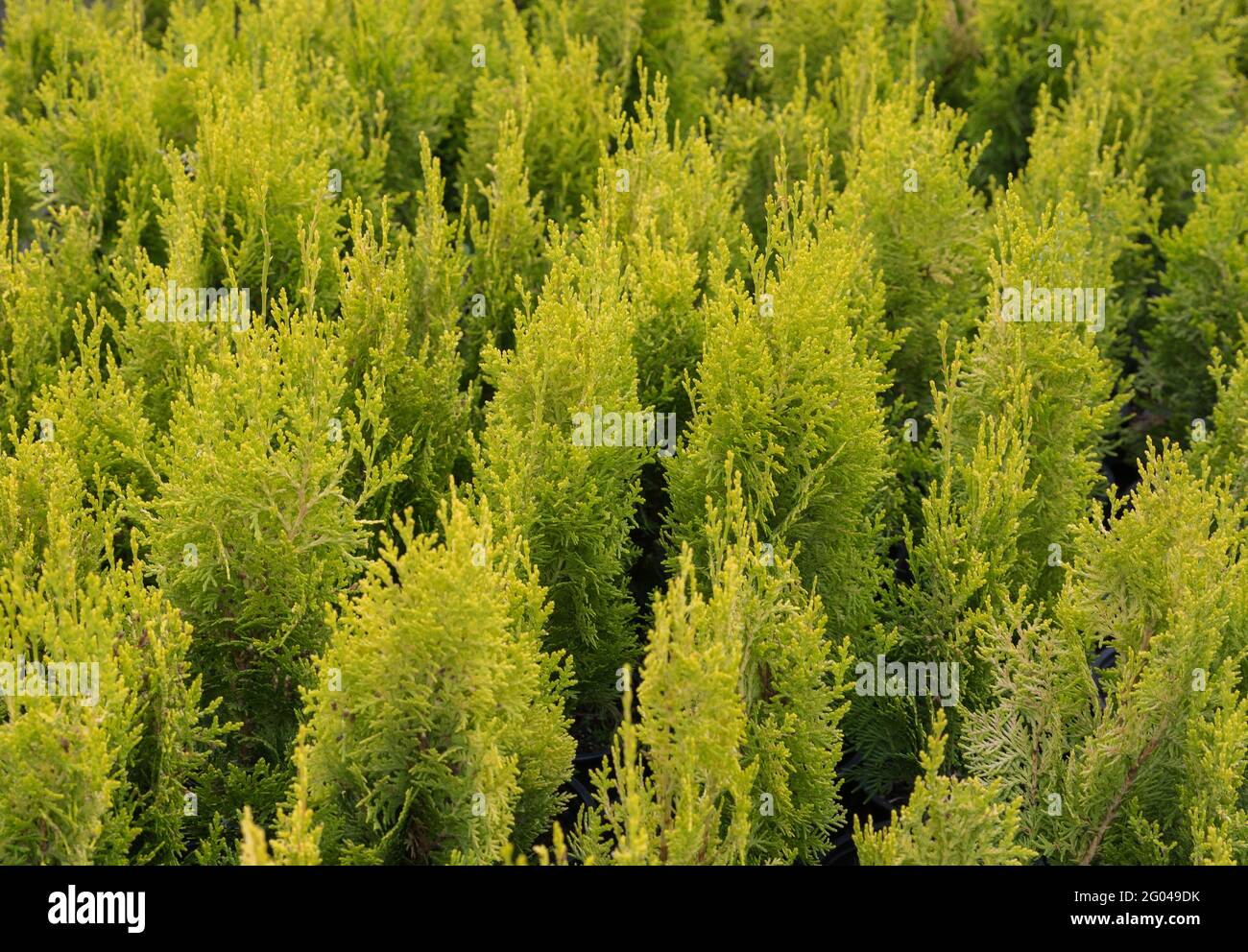 Smaragd. Arborvitae occidentalis Janed Gold or Highlights Arborvitae Stock Photo