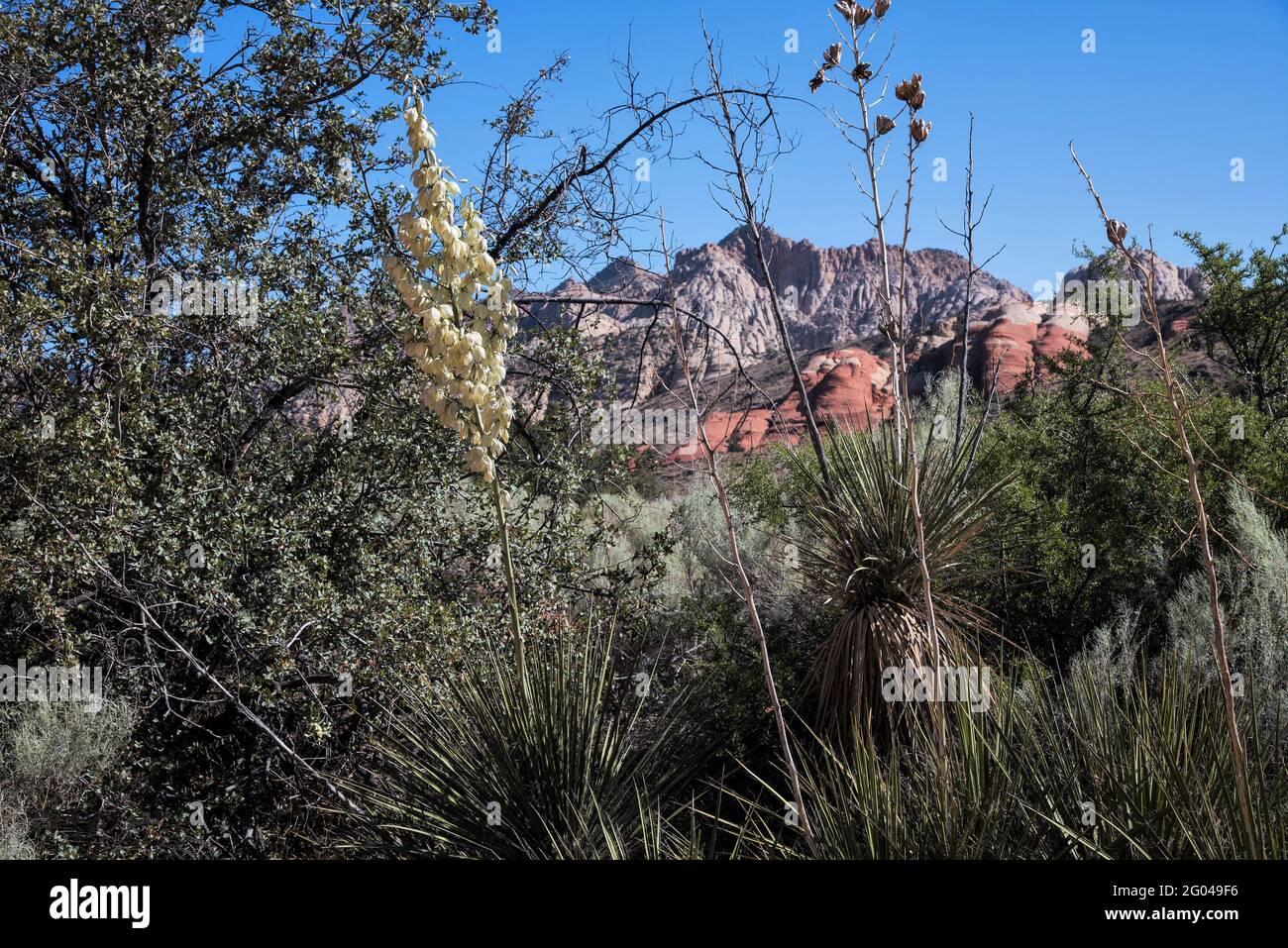 Rugged desert landscape showing the variety of plants and harsh beauty of this environment
