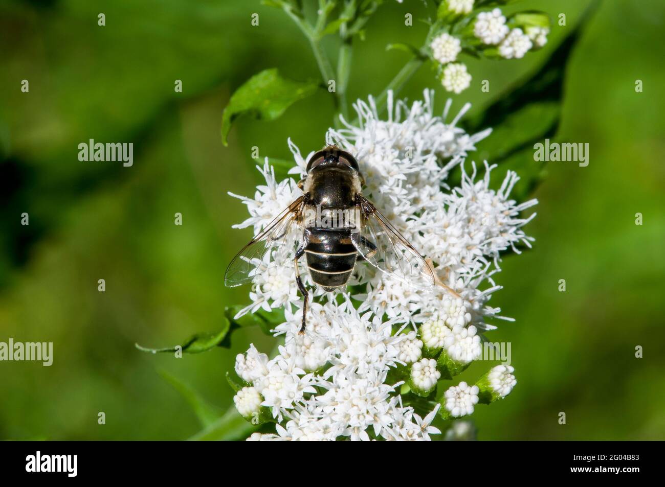 Vadnais Heights, Minnesota. John H. Allison forest. Top view of a Black-shouldered Drone Fly, Eristalis dimidiata feeding on White Snakeroot flower. Stock Photo