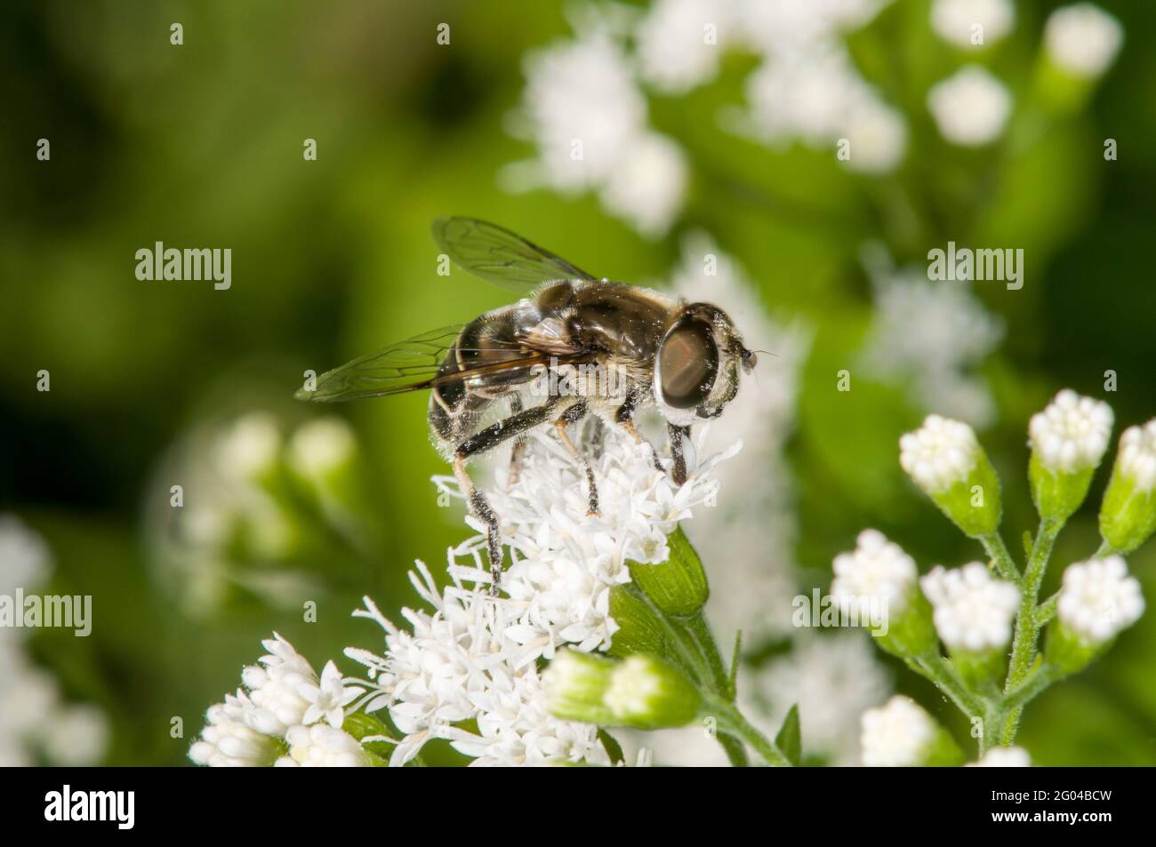 Vadnais Heights, Minnesota. John H. Allison forest. Side view of a Black-shouldered Drone Fly, Eristalis dimidiata covered in pollen while feeding on Stock Photo