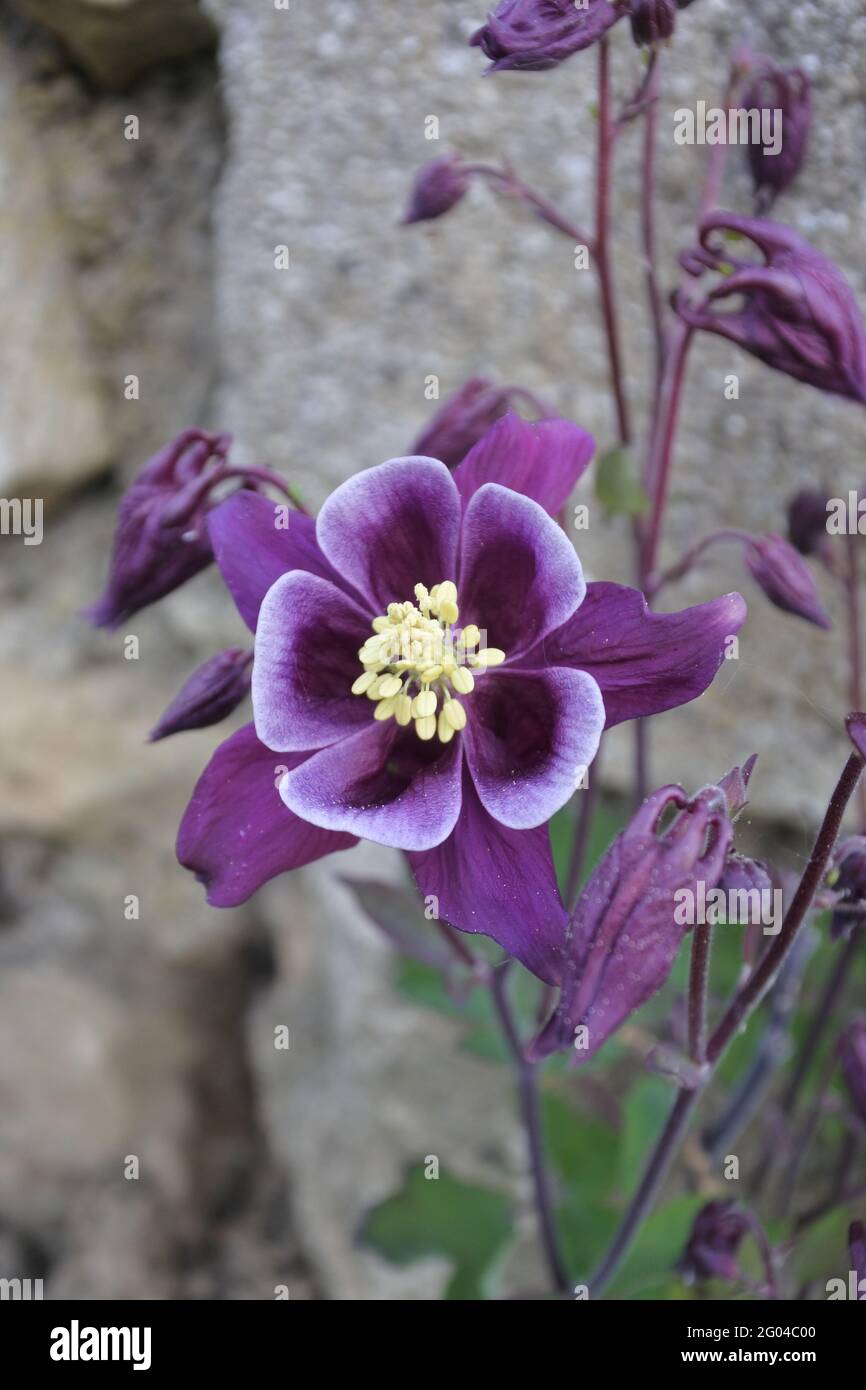 Aquilegia vulgaris Winky Purple-White Stock Photo