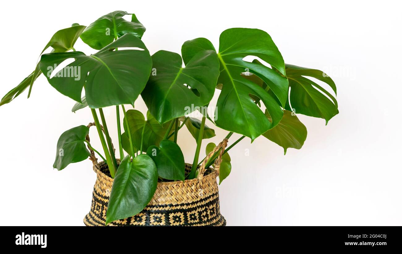 caramel marble philodendron Philodendron 'Caramel Marble' – Foliage Factory main image 1