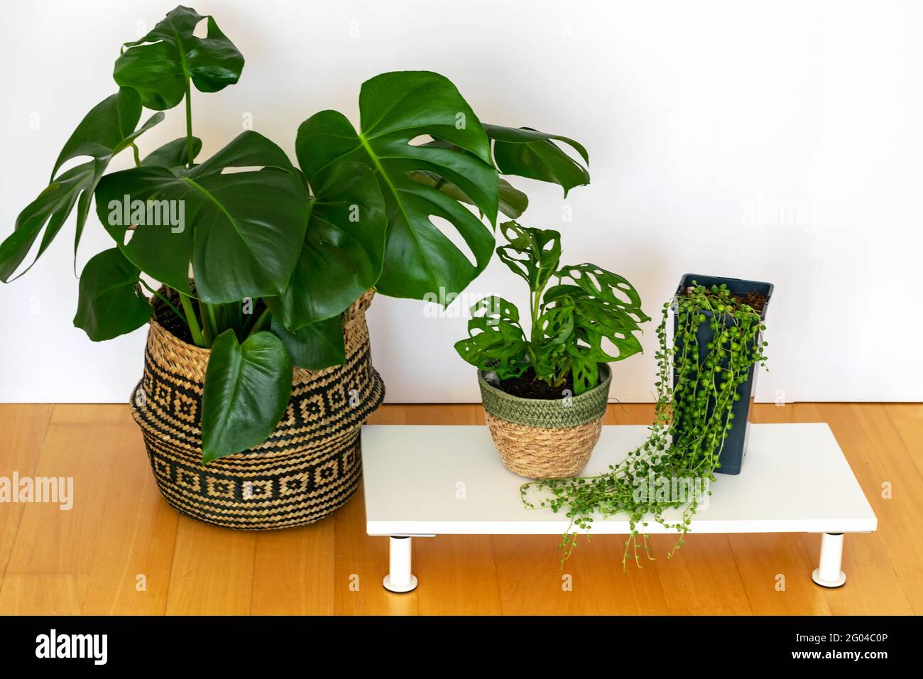 Monstera deliciosa, Monkey Mask and Senecio Rowleyanus at home interior.  Trendy exotic plants in hipster modern pots. Home gardening, caring of home  p Stock Photo - Alamy