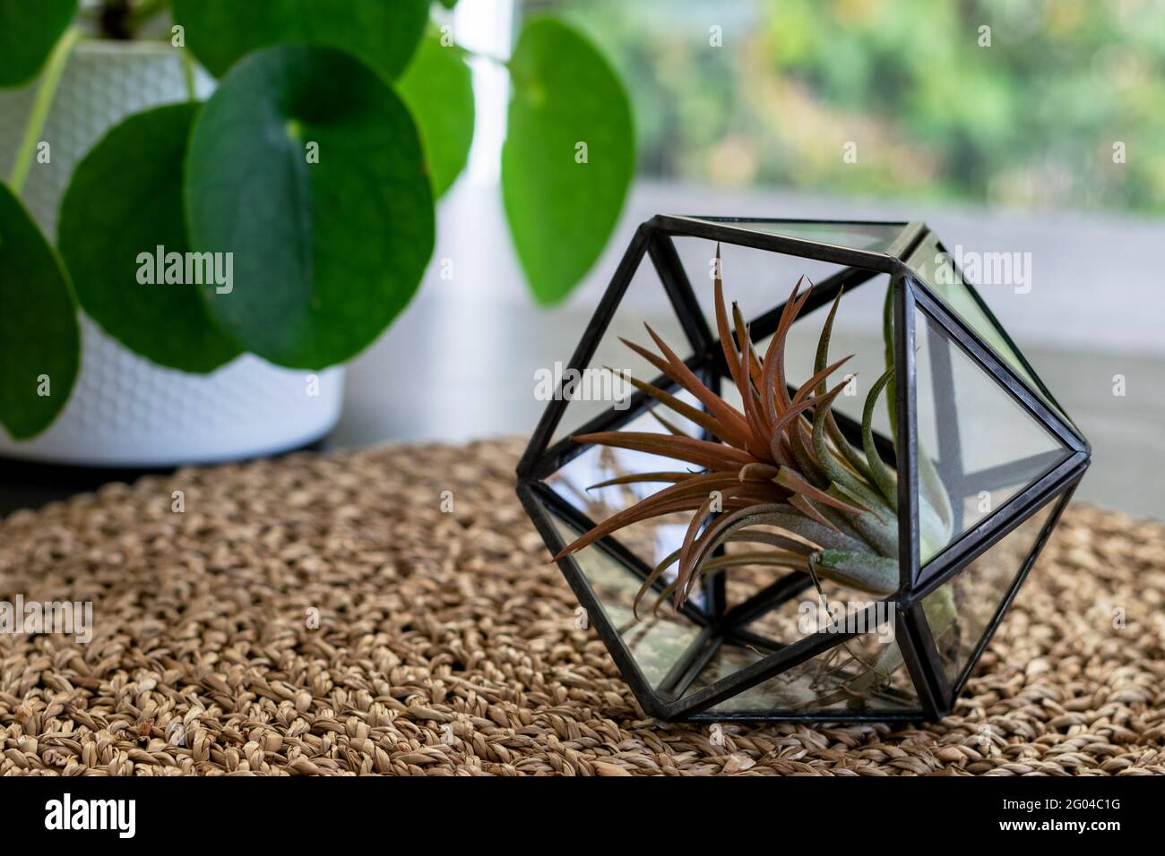 Tillandsia Xerographica High Resolution Stock Photography and Images ...