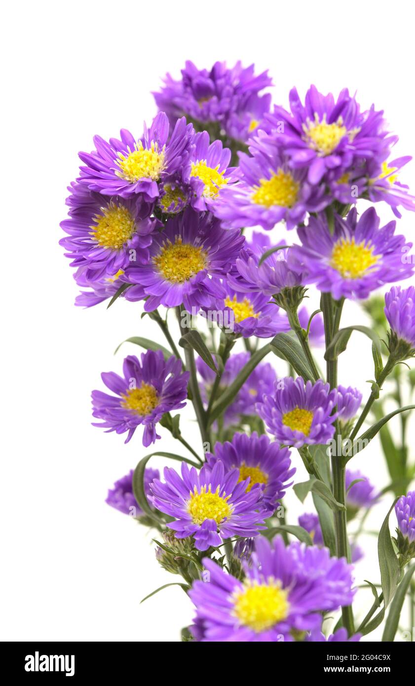Small purple aster flower inflorescence  isolated on white background Stock Photo