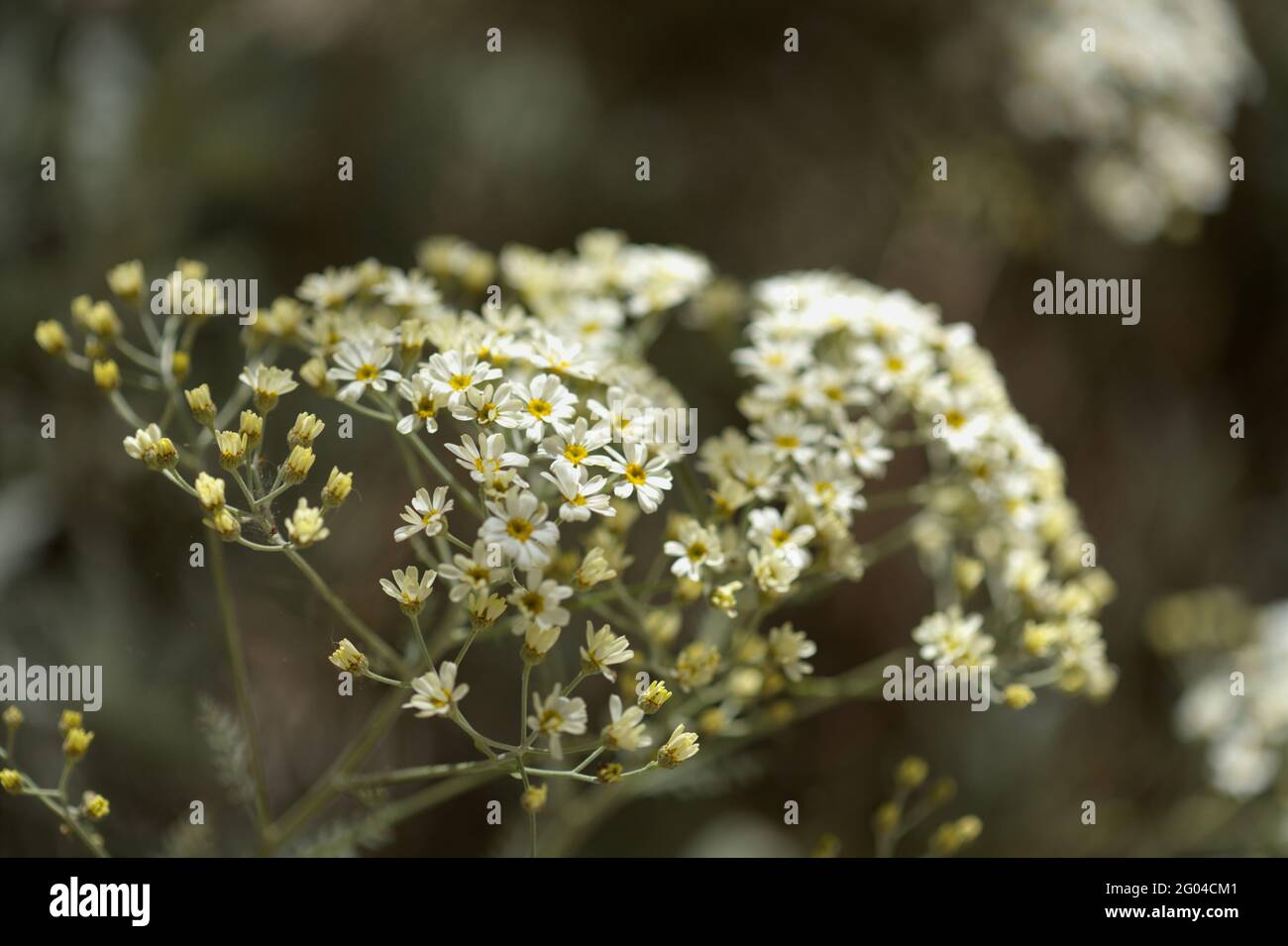 Flora of Gran Canaria -  Tanacetum ptarmiciflorum, silver tansy, plant endemic to the island, natural macro floral background Stock Photo