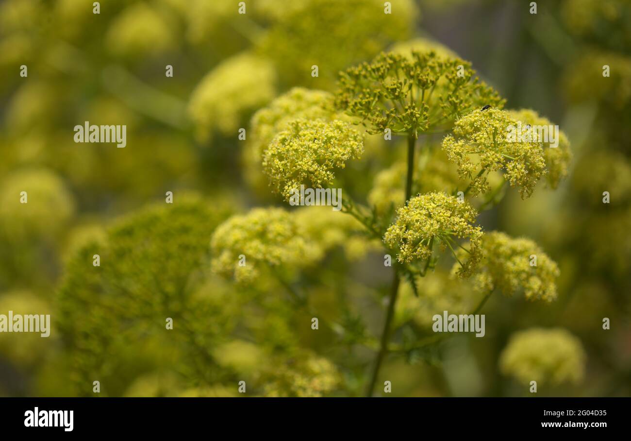 Flora of Gran Canaria -  Todaroa montana, plant endemic to the Canary Islands, natural macro floral background Stock Photo