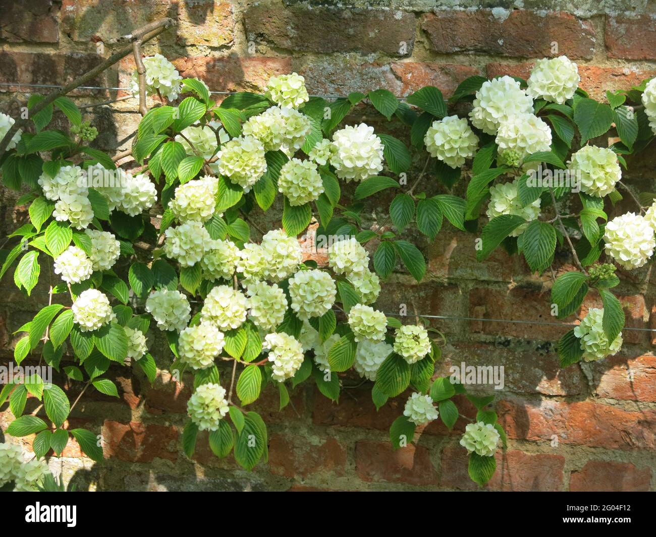 Viburnum in full flower, also called Japanese snowball, against a red