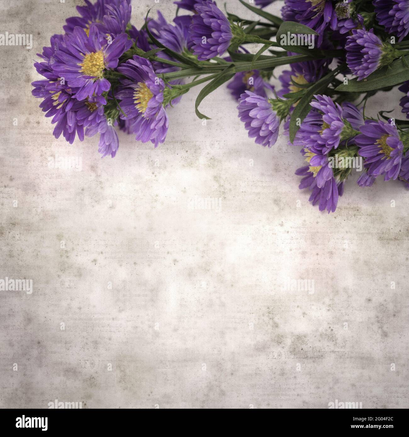 square stylish old textured paper background with small purple aster flowers Stock Photo