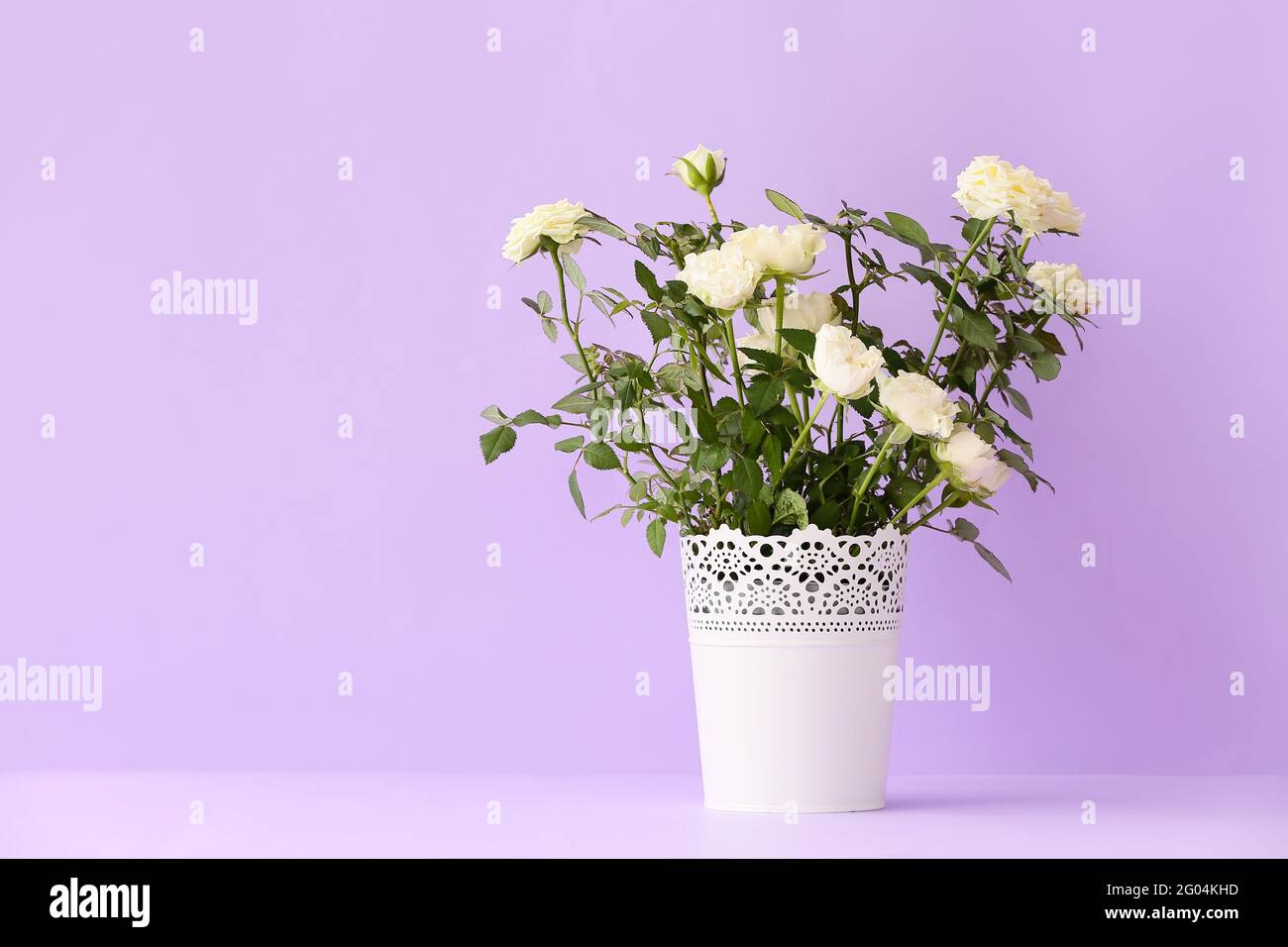 Beautiful white roses in pot on color background Stock Photo Alamy