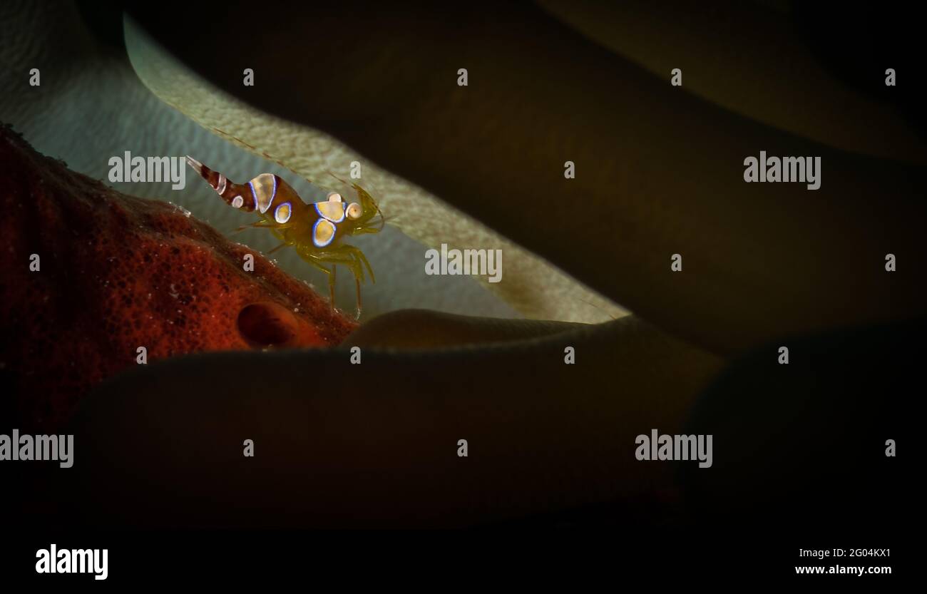 Thor amboinensis squat shrimp hides on the reef off the Dutch Caribbean island of Sint Maarten Stock Photo