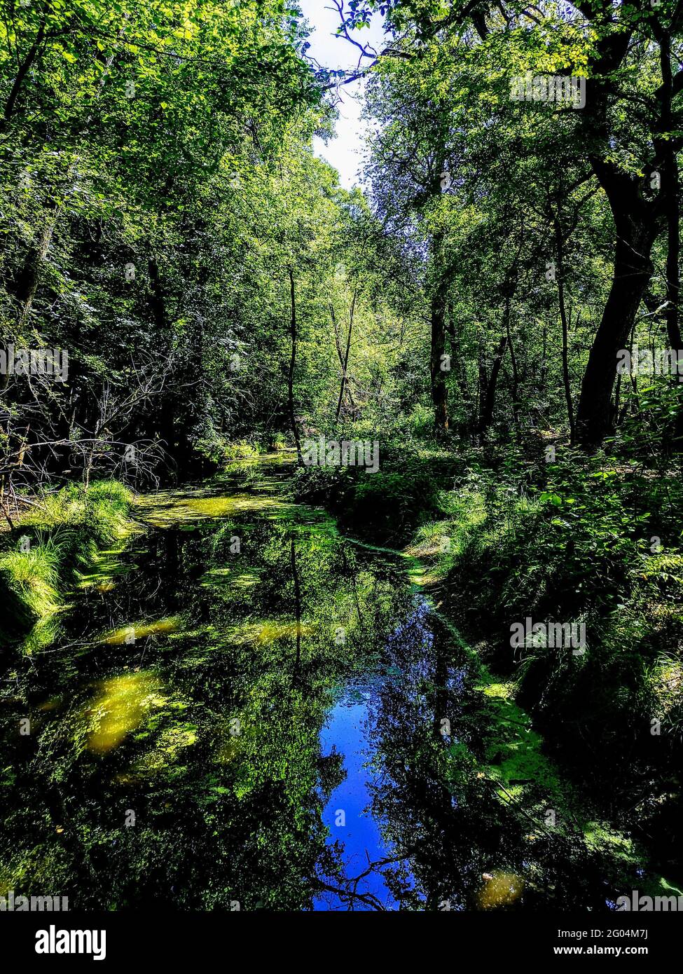 Vertical shot of a river surrounded by various green plants and trees ...