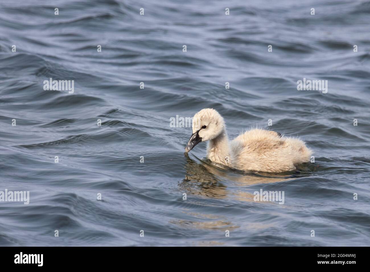 Schwarzer Schwan oder Trauerschwan / Black Swan / Cygnus atratus Stock Photo