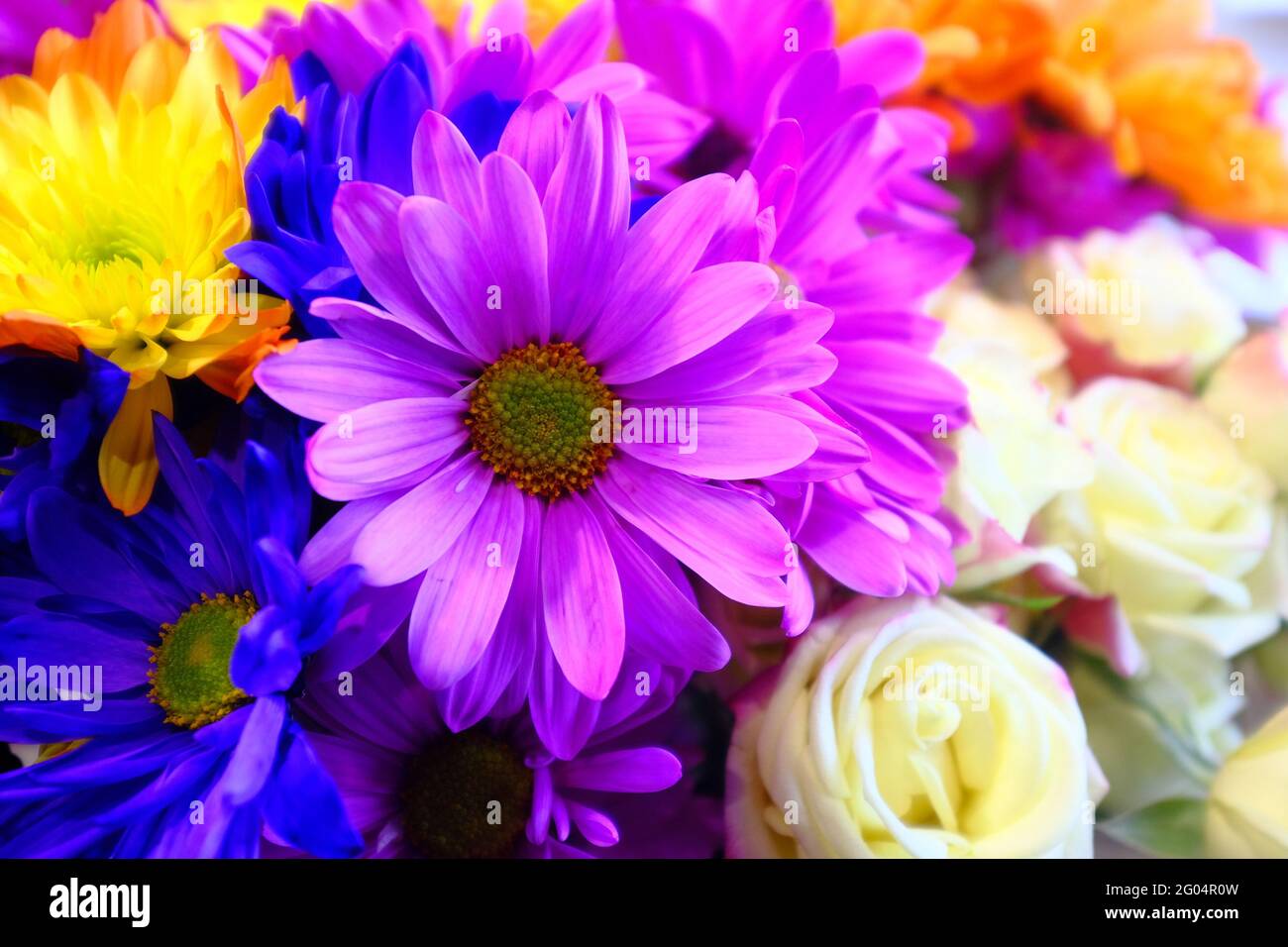 Purple Daisy in Bouquet Stock Photo - Alamy