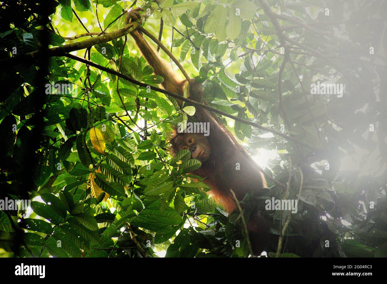 Wild orangutan baby. Northeast Bornean orangutan (Pongo pygmaeus morio) at Kutai National Park, East Kalimantan, Indonesia. Kutai National Park is considered as one of the last natural habitats where wild orangutan can be observed. Stock Photo