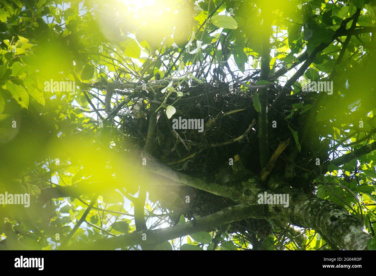 A nest belong to wild orangutan in Kutai National Park, Rast Kalimantan, Indonesia. Kutai National Park is considered as one of the last natural habitats where wild orangutan can be observed. Stock Photo