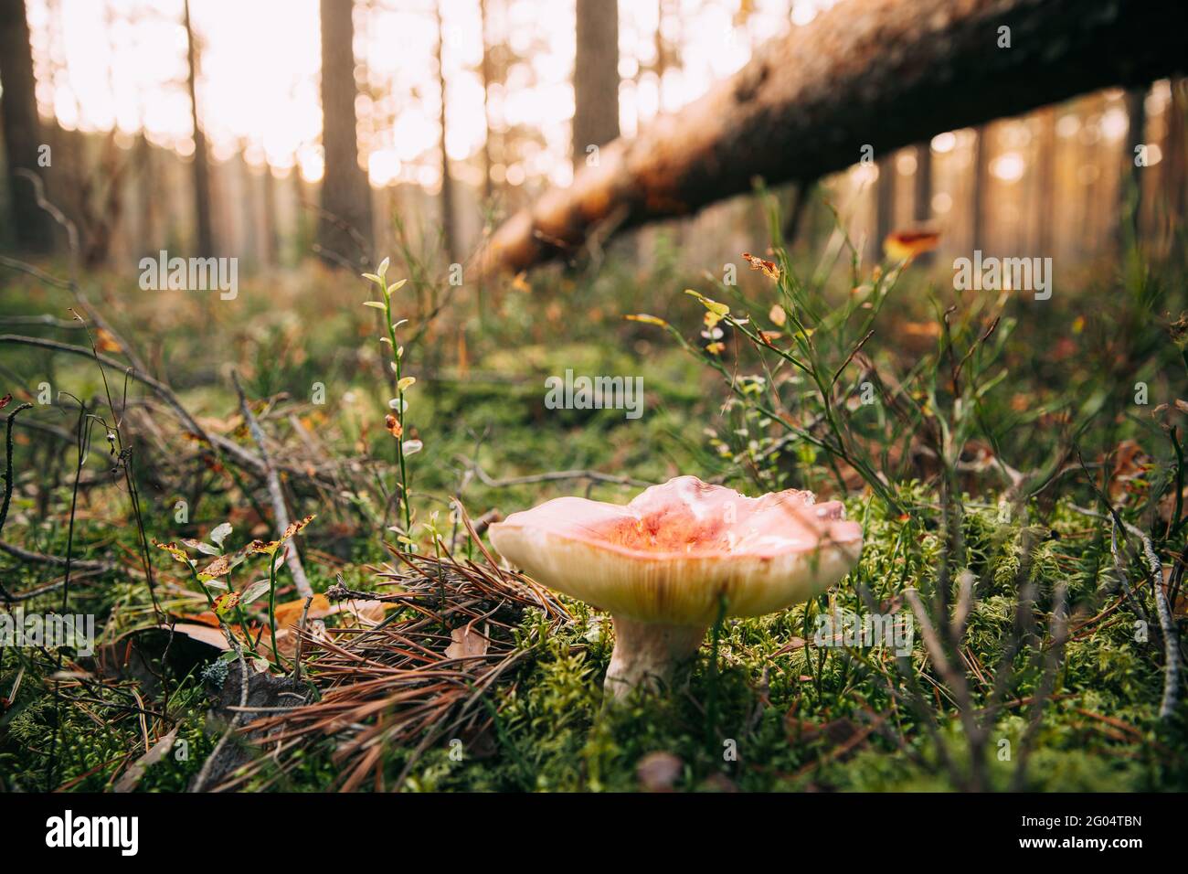 Russula Mushroom Growing Among Fallen Tree Pine In Autumn Forest Stock Photo