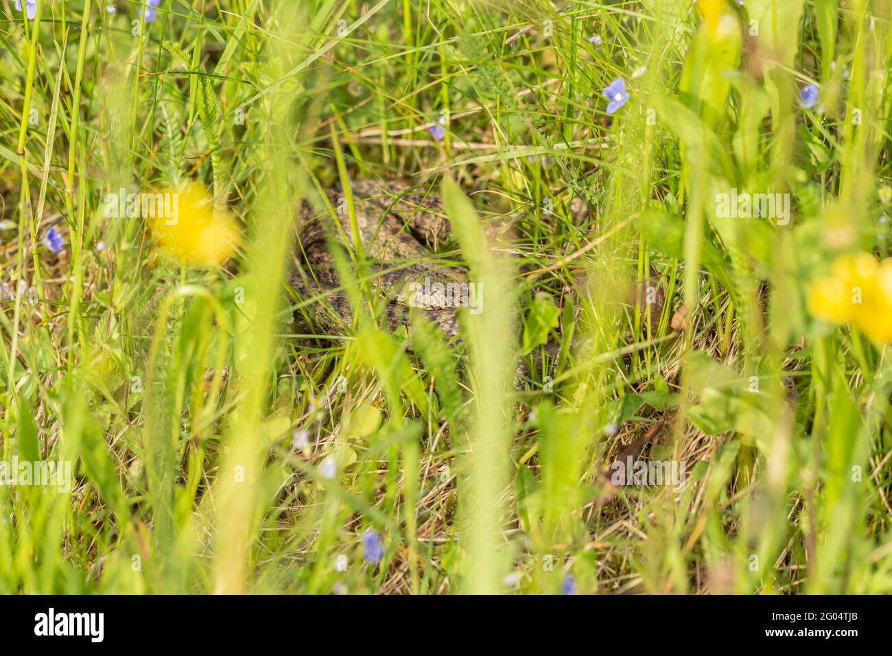 A well hidden smooth snake in the grass on a meadow Stock Photo