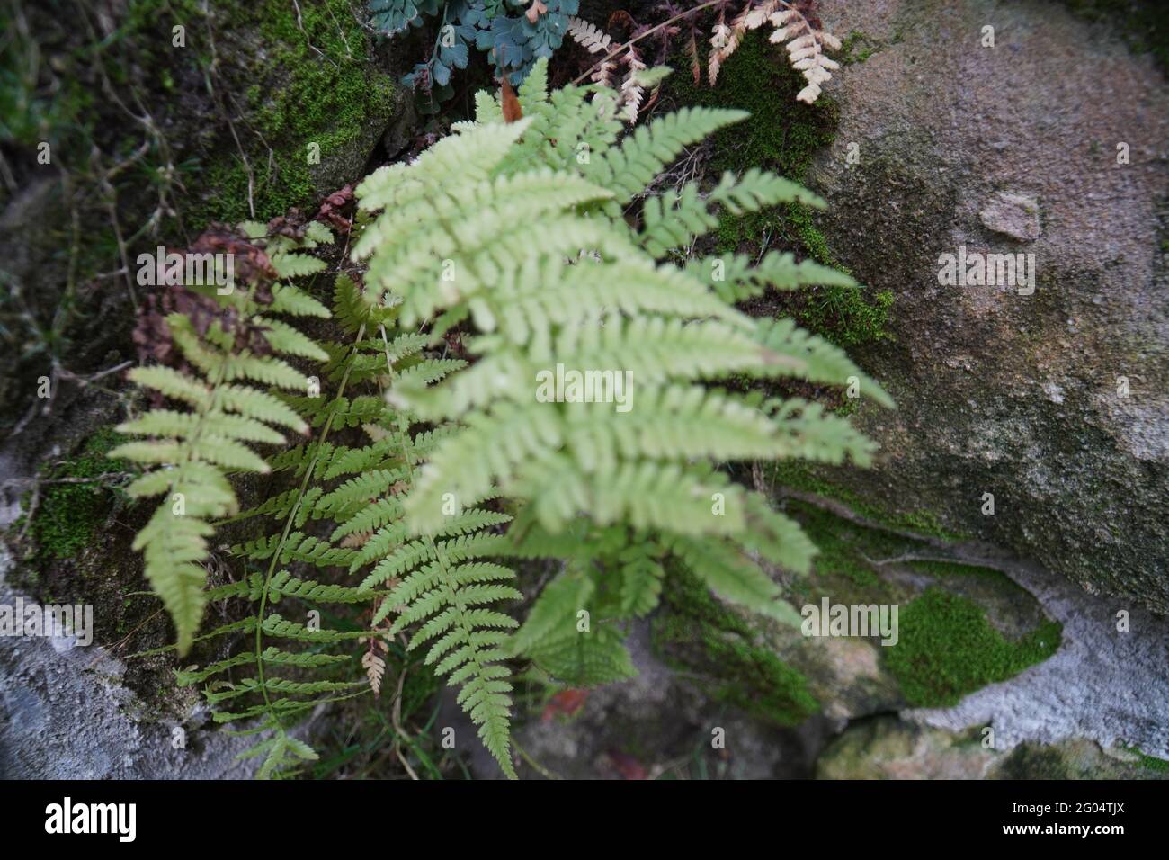 Details fern leaves hi-res stock photography and images - Alamy