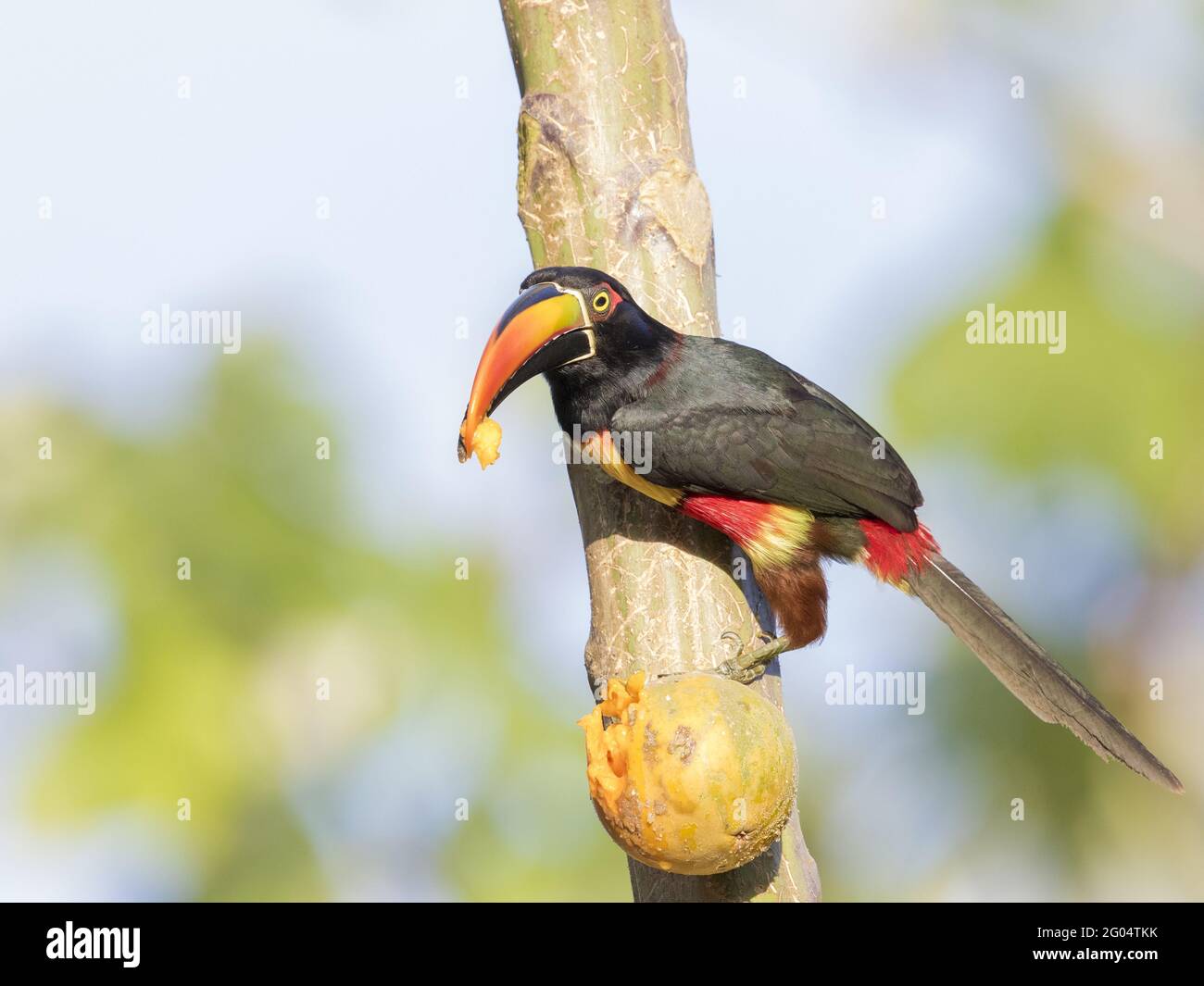 Closeup Of A Guianan Toucanet Perched On A Thin Tree Stock Photo Alamy