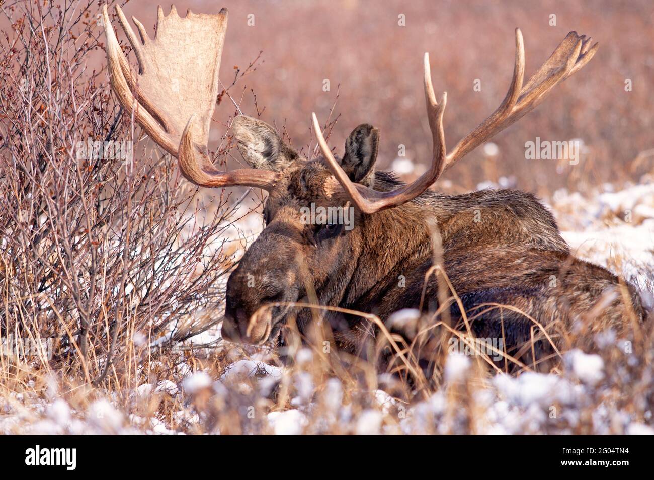A large Alaska bull moose lies alert in its bed after the season's first snowfall. Stock Photo
