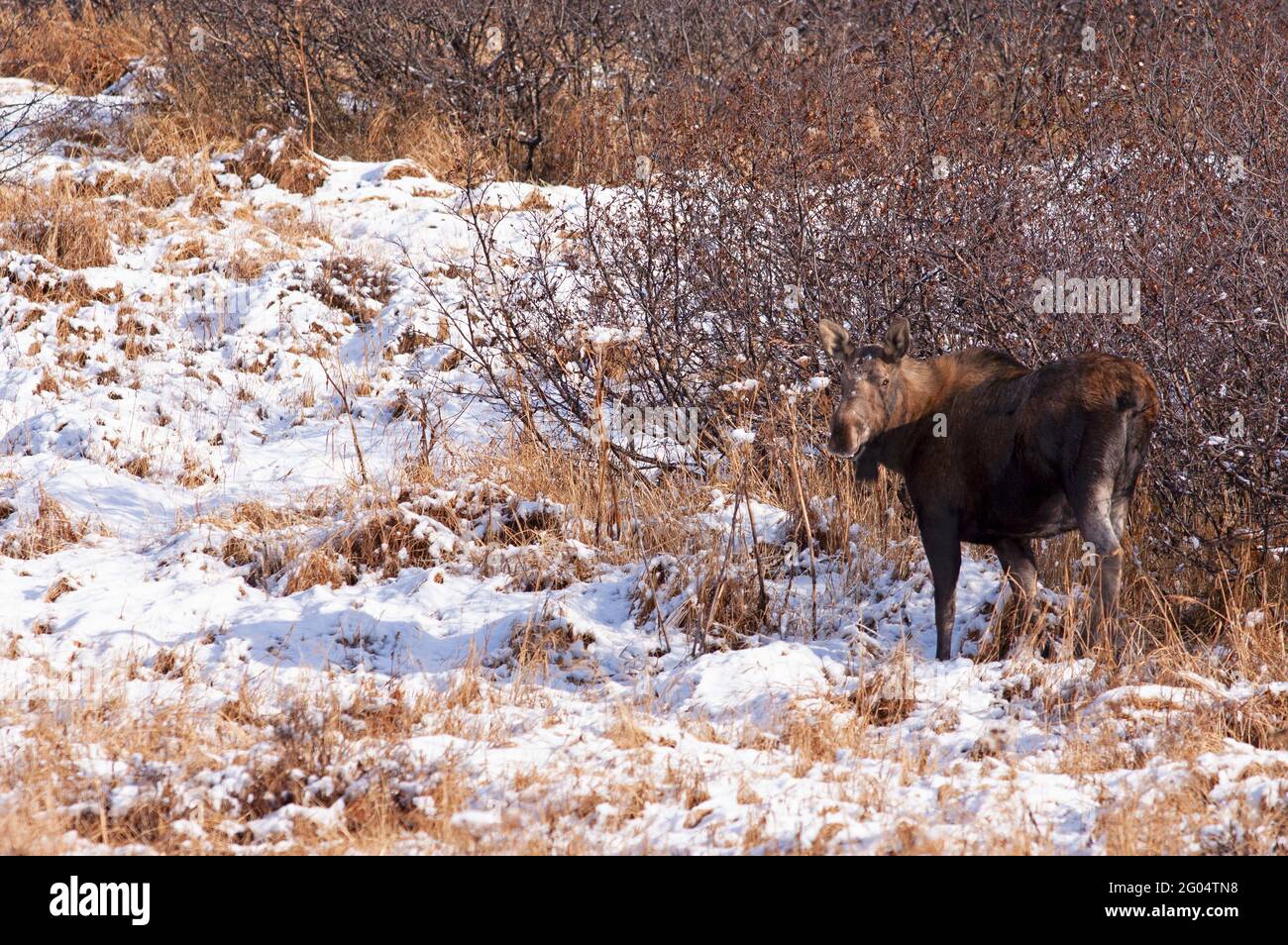 A cow moose pauses at the edge of a mountain meadow after the season's first snowfall. Stock Photo