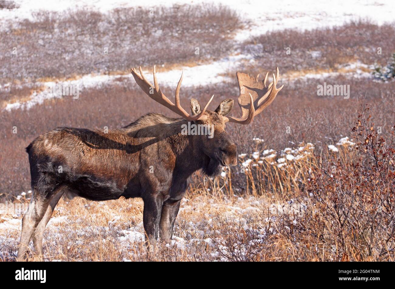 A large Alaska bull moose scans the high country for cow moose and competing bulls. Stock Photo