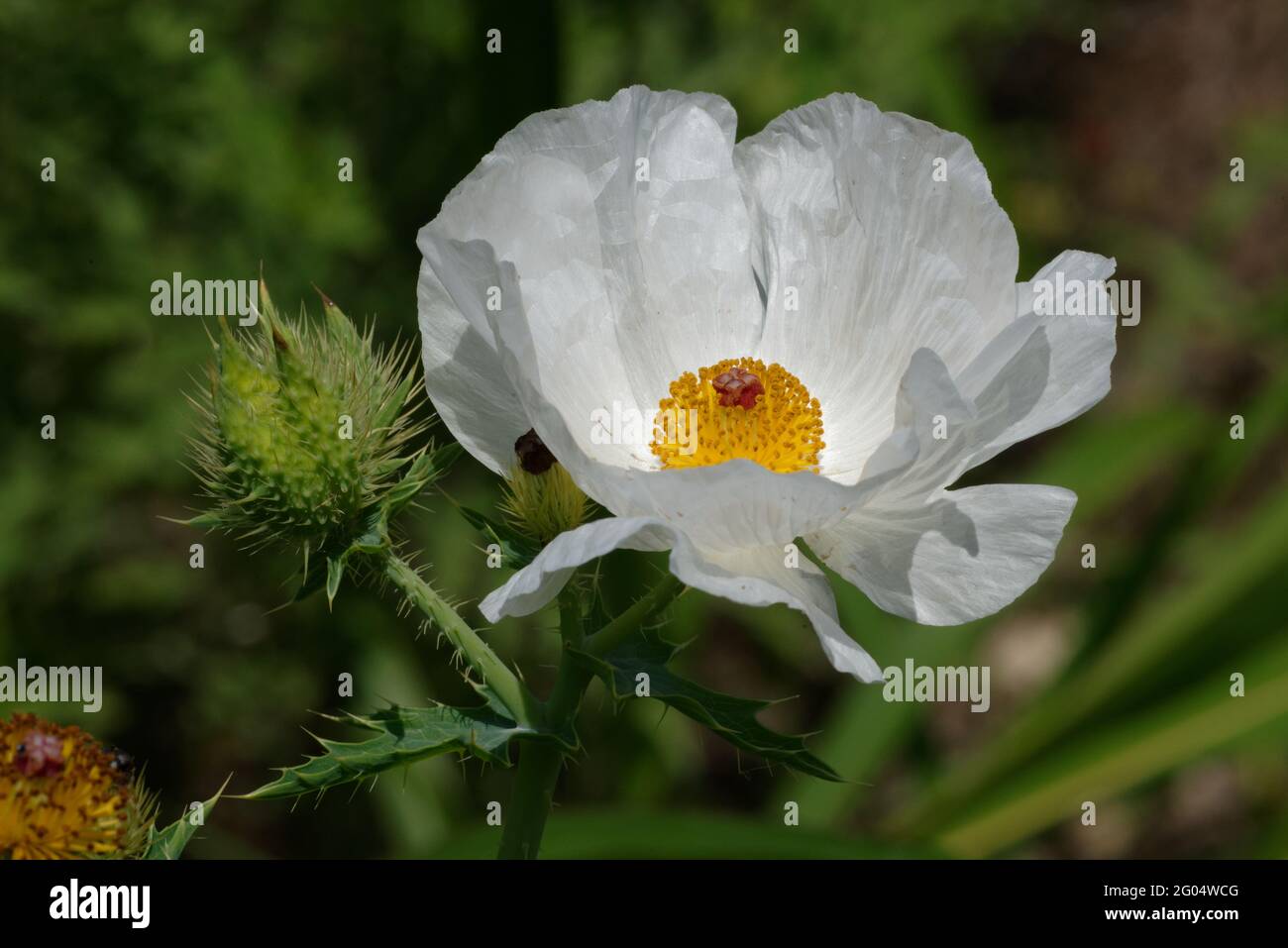 Prickly Poppy flower Stock Photo