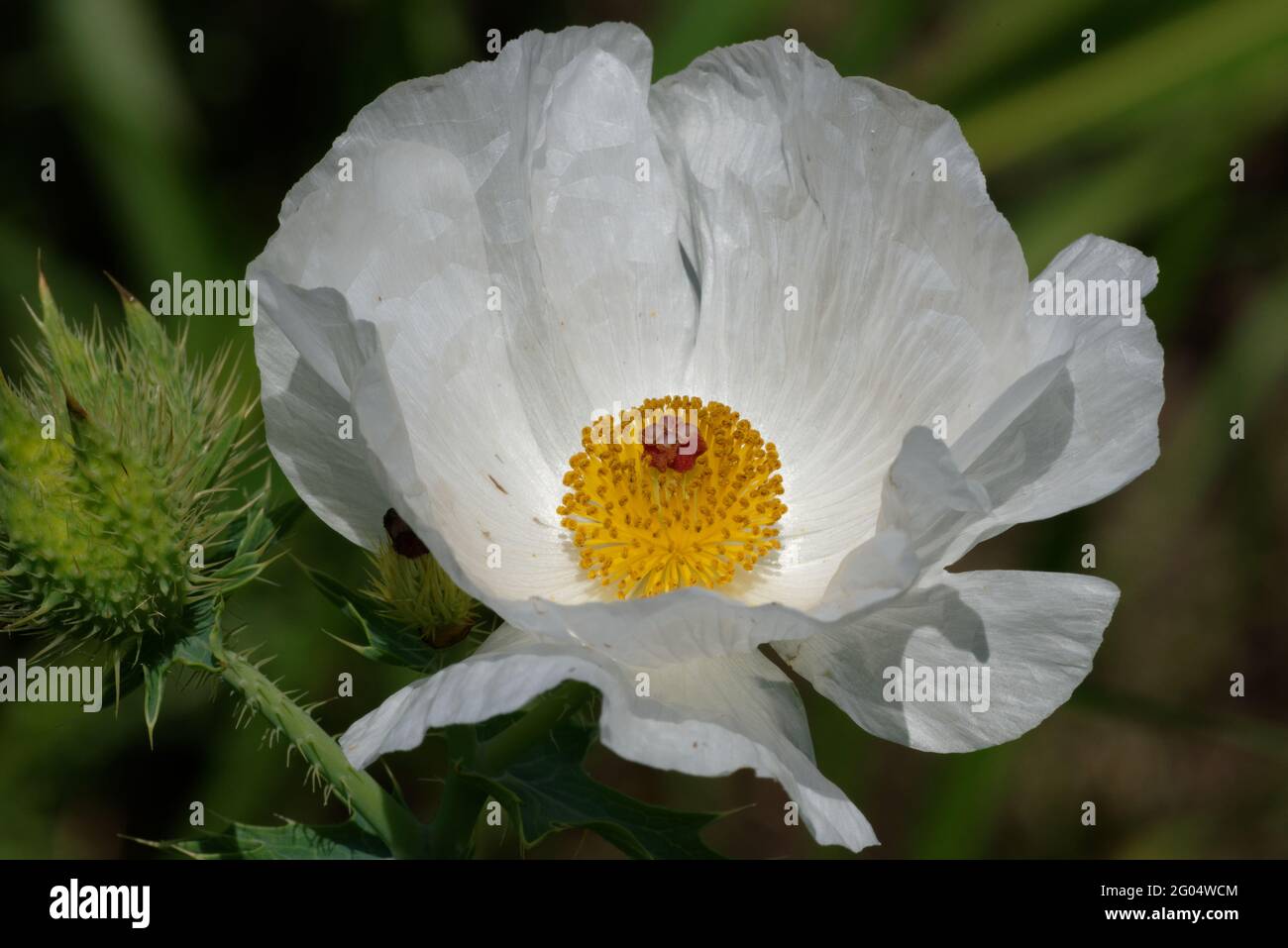 Prickly Poppy flower Stock Photo