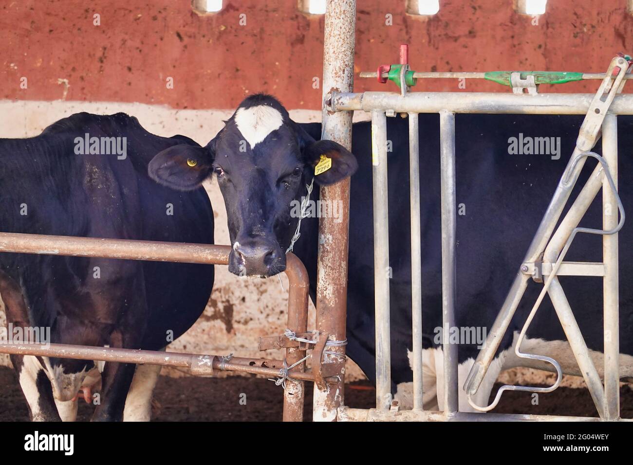 Closeup shot of black cows in an open barn Stock Photo - Alamy