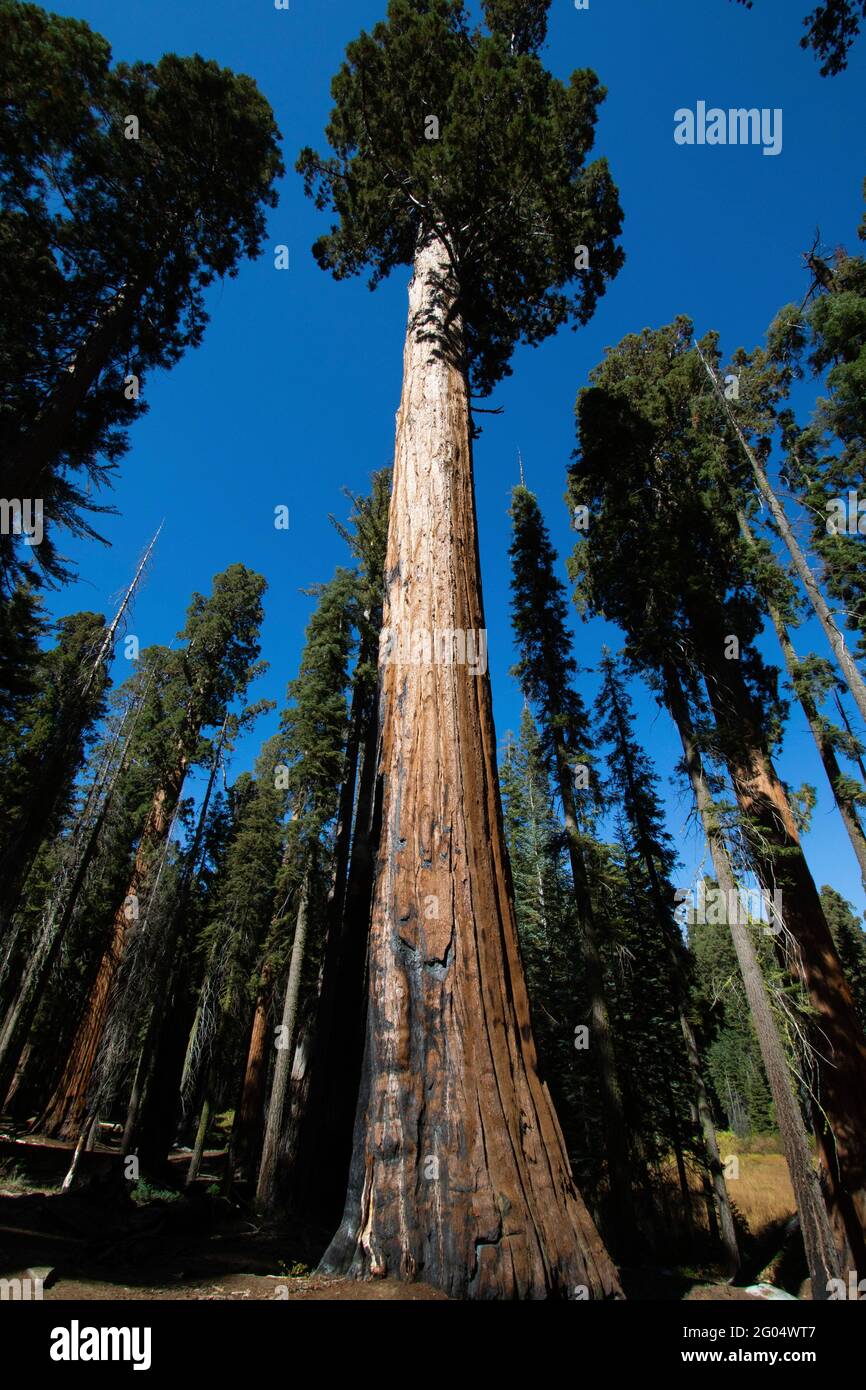 A Giant Sequoia, Sequoiadendron gigantea, stands tall at the Sequoia-Kings Canyon National Park in California's Sierra Nevada. Stock Photo