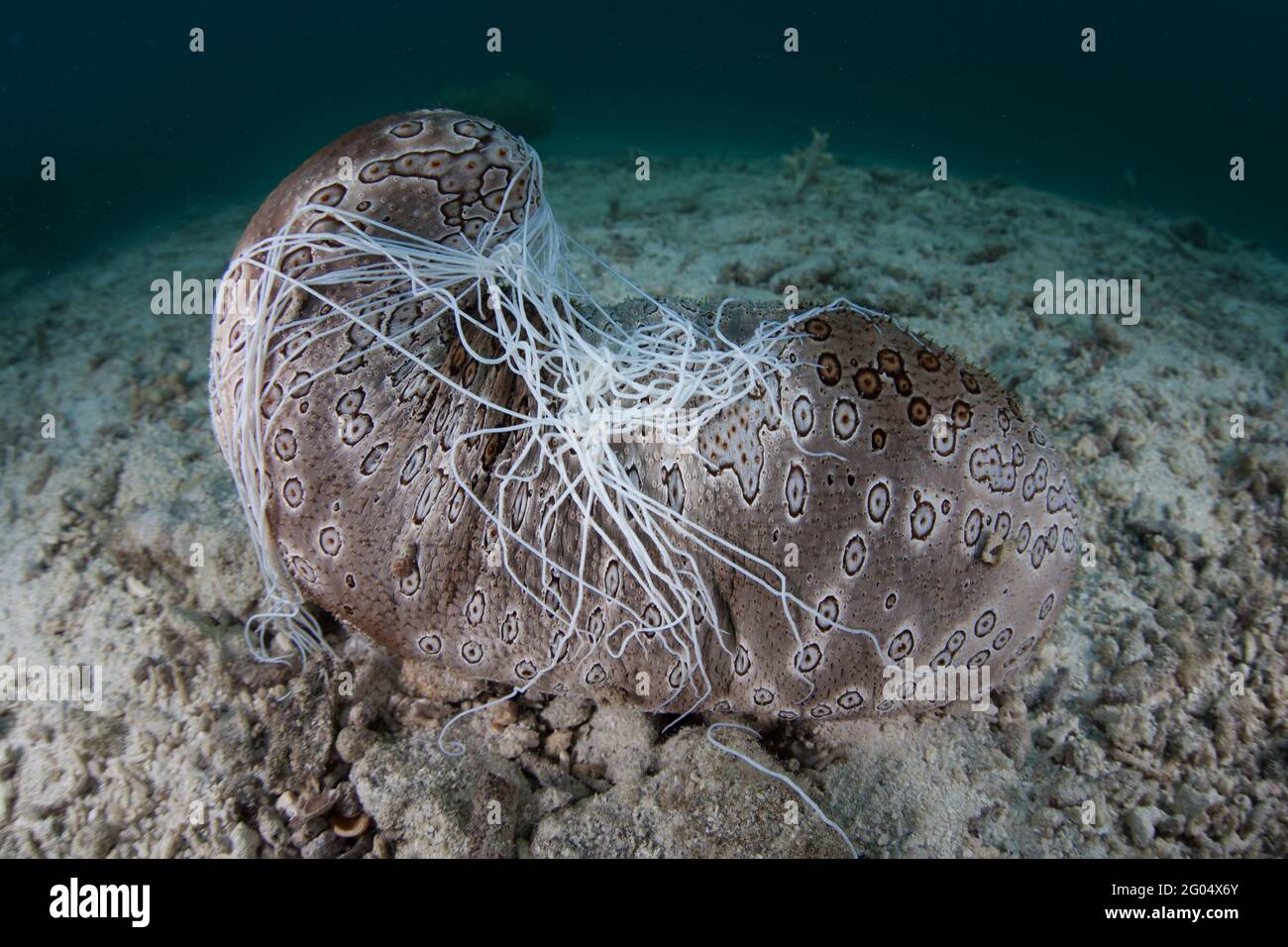 A large sea cucumber, Bohadschia argus, is found on the seafloor in Palau. This echinoderm can eject sticky, toxic tubules to deter predators. Stock Photo